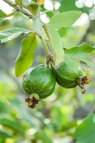 Common Guava