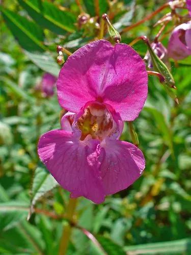 Himalayan Balsam