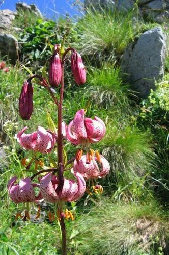 Martagon Lily