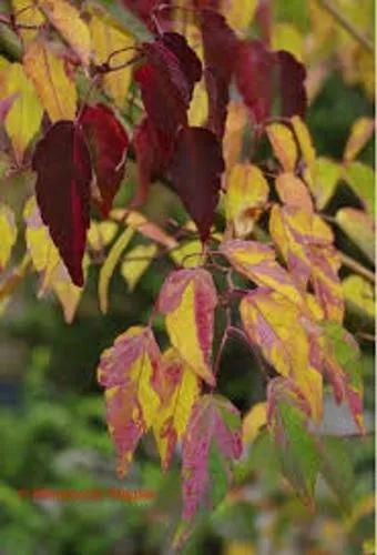 Hawthorn Maple