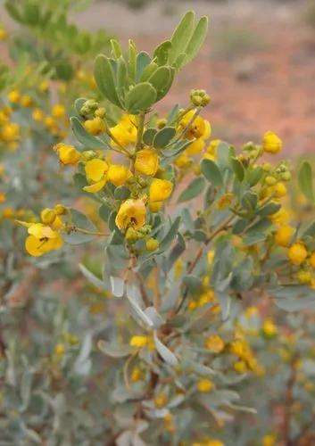 Senna Artemisioides