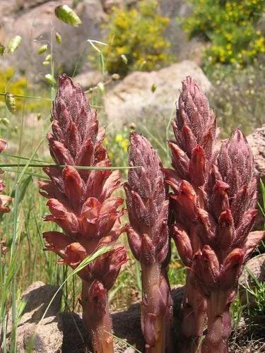 Greater Broomrape