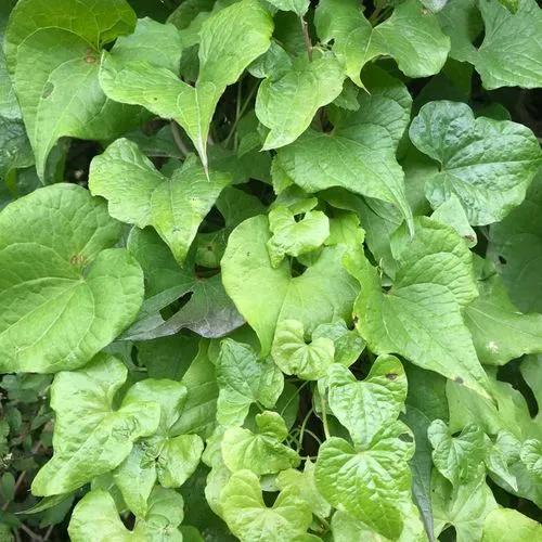 Black-bindweed