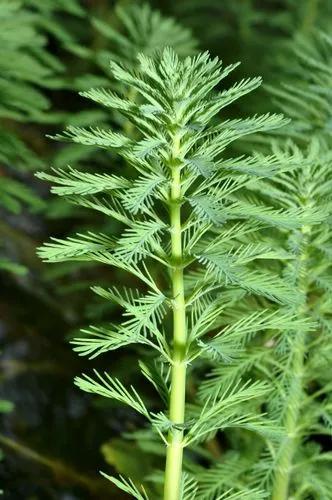 Brazilian water-milfoil