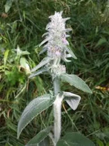 Downy Woundwort