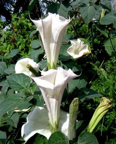 Datura Wrightii