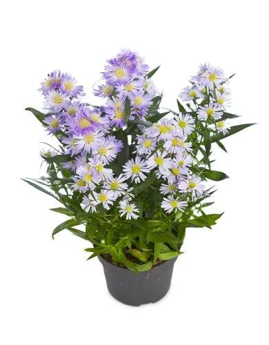 Alpine aster