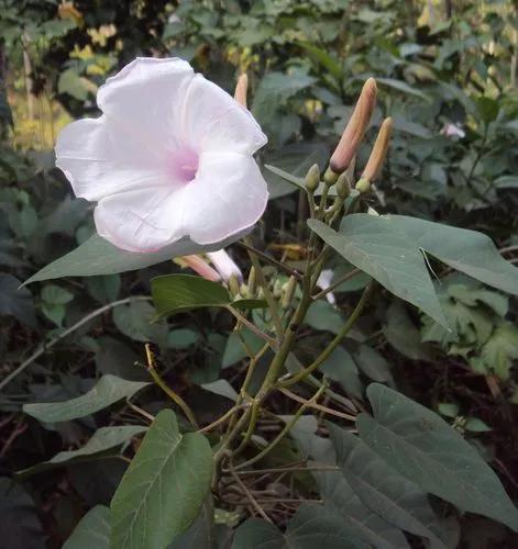 Ipomoea Carnea