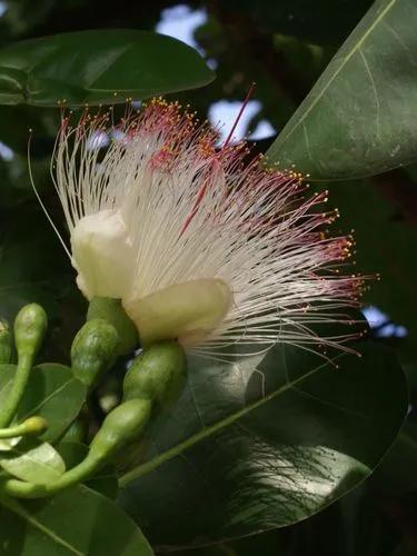 Barringtonia Asiatica