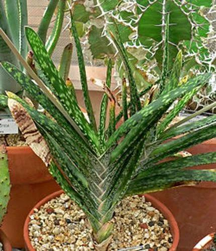 Gasteria