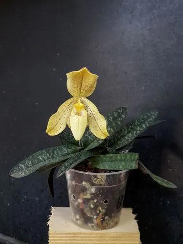 The One Colored Paphiopedilum Concolor