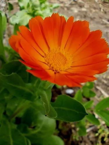 Calendula Stellata