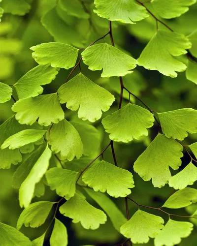 Adiantum Flagrants