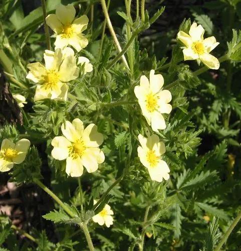 Rough-fruited cinquefoil