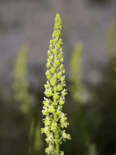 Yellow Mignonette