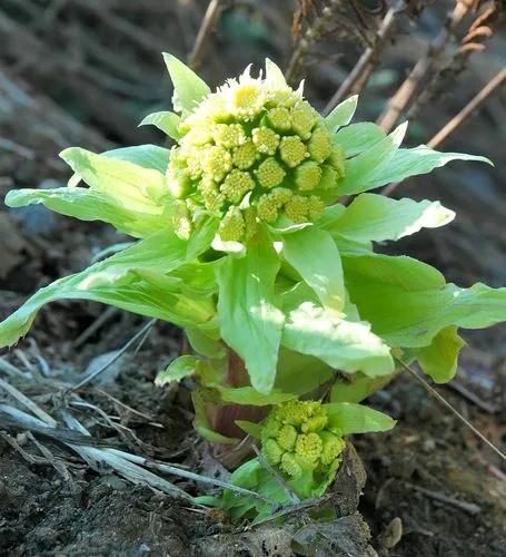 Petasites Japonicus