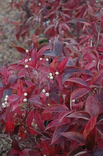 Northern Swamp Dogwood