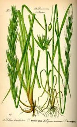 Darnel Ryegrass