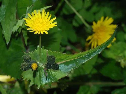 Perennial Sowthistle