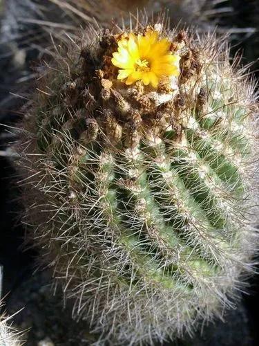 Parodia comarapana