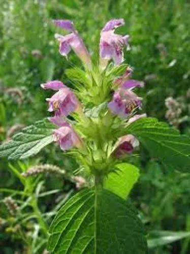 Common Hemp-Nettle