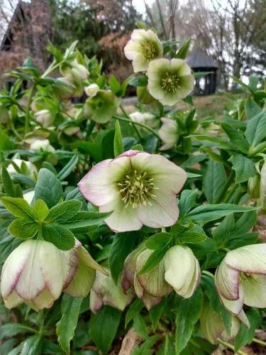 Hellebore