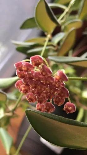 Hoya Sp. Aff. Burtoniae