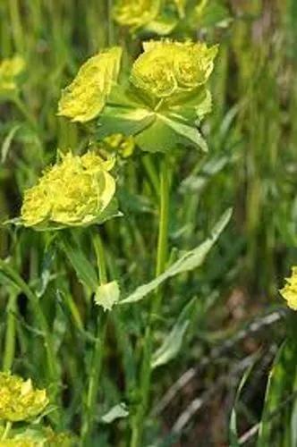 Serrated Spurge