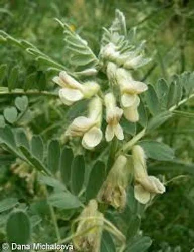 Hungarian Vetch