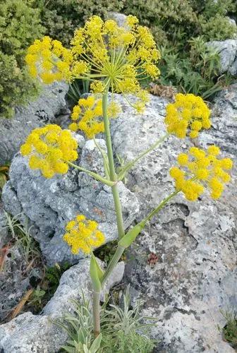 Giant Tangier Fennel