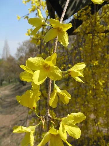 Forsythia Suspensa