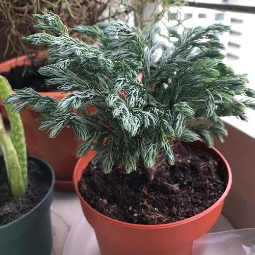 Sawara Cypress