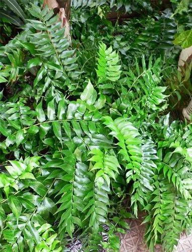 Dwarf Japanese Fern