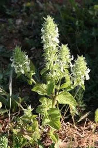 Stachys