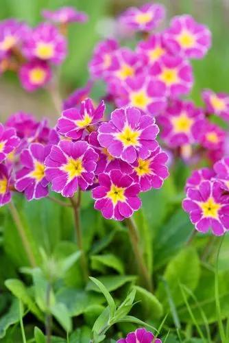 Poison Primrose