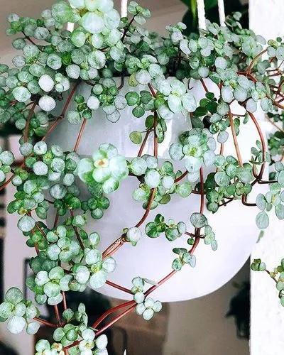 Silver Sparkle Pilea