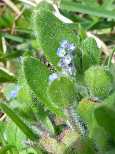 Early Forget-Me-Not