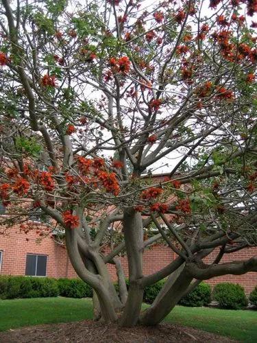 Coast Coral Tree