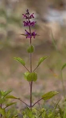 Hedge Woundwort, Whitespot