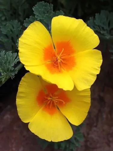 California Poppy