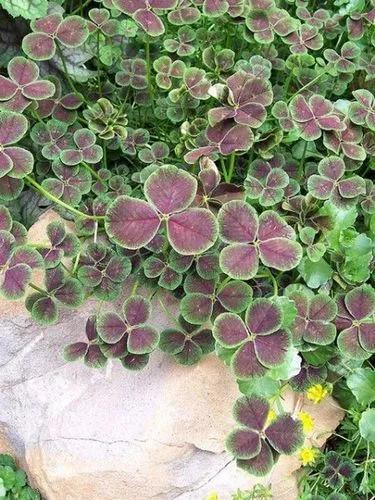 Black leaved clover