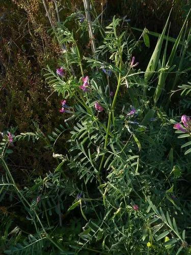 Hard Vetch, Barn Vetch