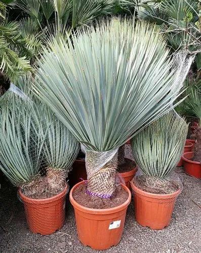 Big Bend Yucca