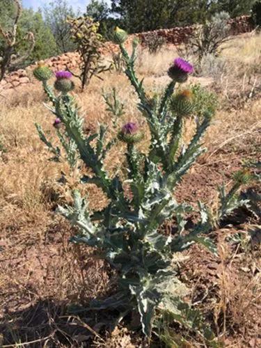 Cotton Thistle, Scotch Thistle