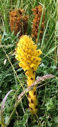 Yellow Broomrape