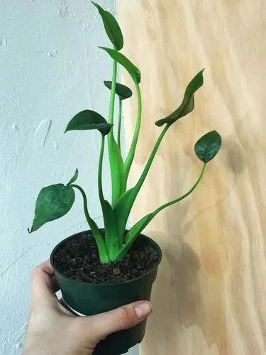 Alocasia Tiny Dancer