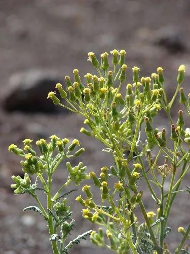 Woodland Ragwort