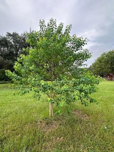 Chinese Tallow Tree