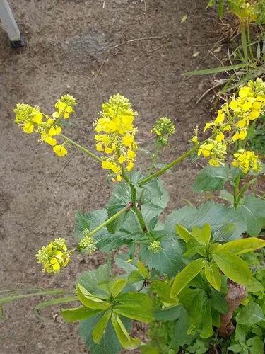 Charlock Mustard