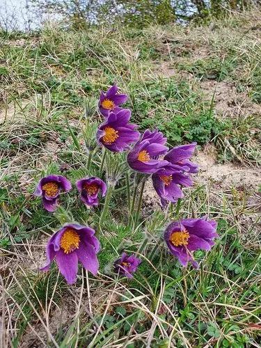 Anemone Pulsatilla